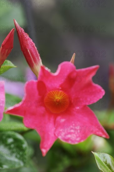 Mandevilla (Dipladenia sanderi, Mandevilla sanderi), flower, ornamental plant, North