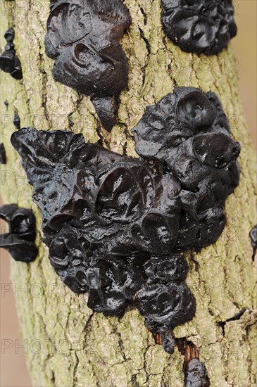 Warty glandular or warty black glandular (Exidia nigricans, Exidia plana), North Rhine-Westphalia,