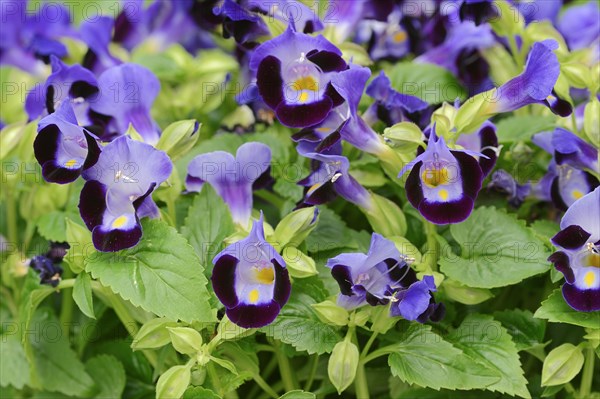 Bluewings (Torenia fournieri), flowers, native to Vietnam, ornamental plant, North