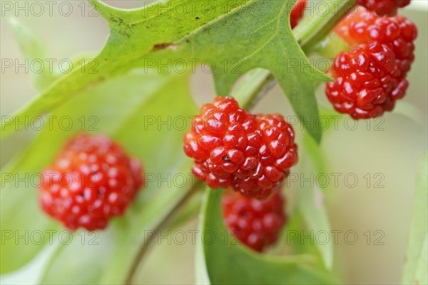 Strawberry spinach (Chenopodium foliosum, Blitum virgatum), fruit, vegetable and ornamental plant,