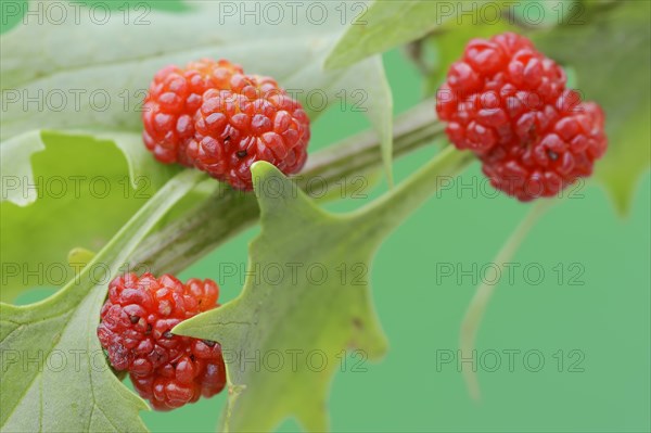 Strawberry spinach (Chenopodium foliosum, Blitum virgatum), fruit, vegetable and ornamental plant,
