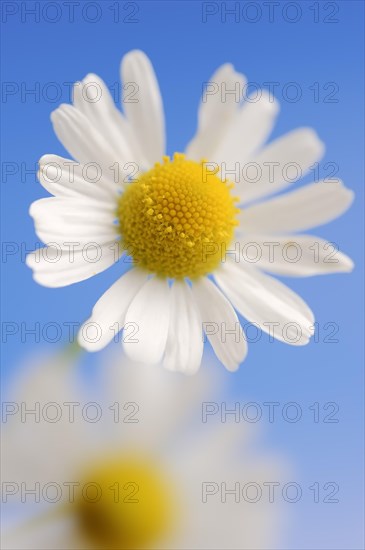 Chamomile (Matricaria recutita, Matricaria chamomilla), flower, medicinal plant, North