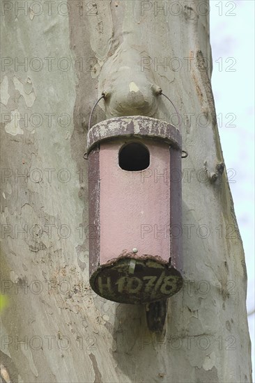 Stock dove nesting box on a plane tree, Rosensteinpark, Stuttgart, Baden-Wuerttemberg, Germany,