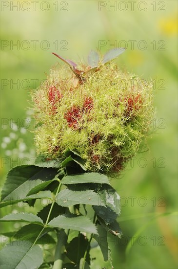 Common rose gall wasp (Diplolepis rosae, Cynips rosarum), rose gall, North Rhine-Westphalia,