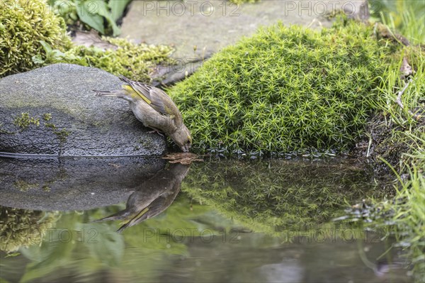 European greenfinch (Carduelis chloris) at the drinking trough, Emsland, Lower Saxony, Germany,