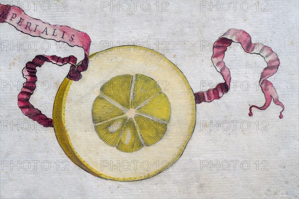 Simon Imperiales, citrus fruit, hand-coloured copperplate engraving from Giovanni Baptista Ferrari