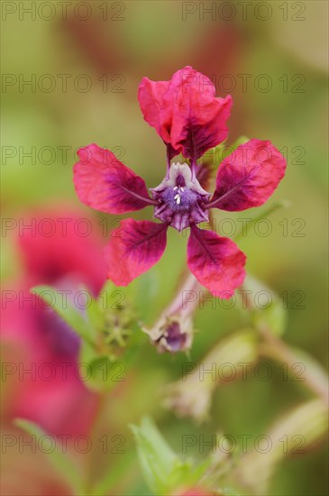 Cuphea 'Vienco Burgundy' (Cuphea llavea), flower, ornamental plant, North Rhine-Westphalia,