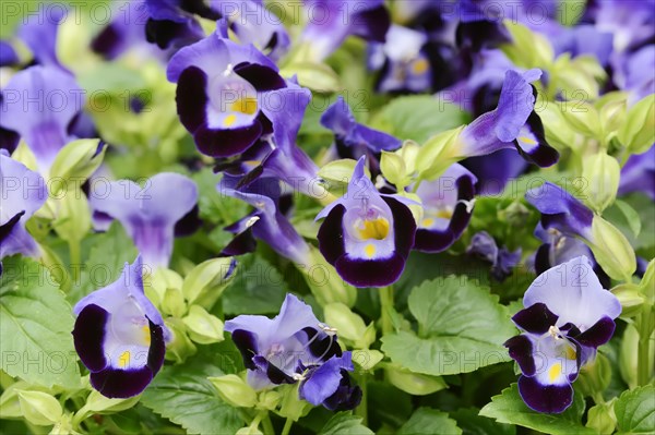 Bluewings (Torenia fournieri), flowers, native to Vietnam, ornamental plant, North