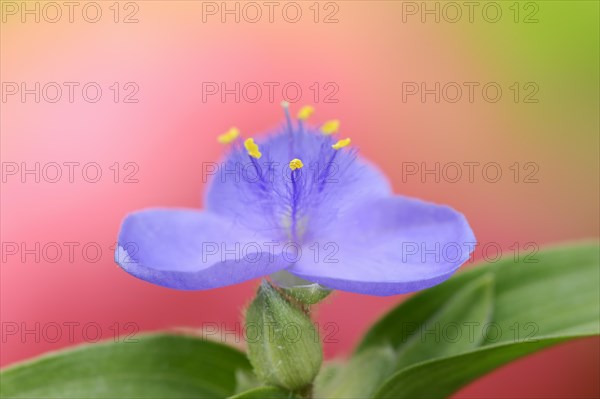 Garden three-master flower (Tradescantia andersoniana), flower, ornamental plant, North