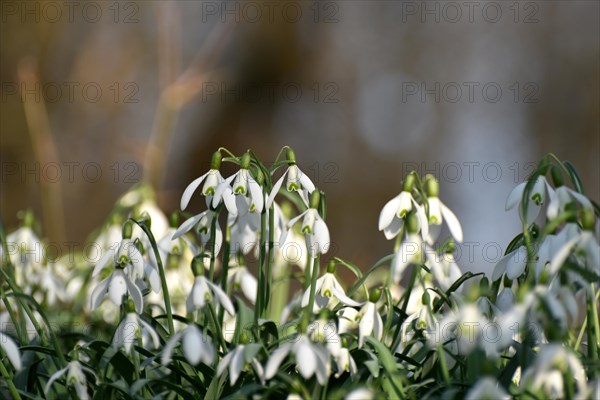 Snowdrops in late winter in the Hunsrueck near Niederwoerresbach, Rhineland-Palatinate, Germany,