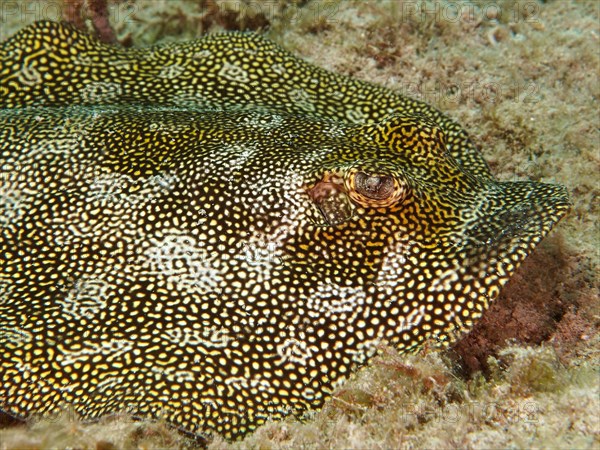 Oval Jamaican stingray (Urolophus jamaiciensis), dive site Nursery, Pompano Beach, Florida, USA,
