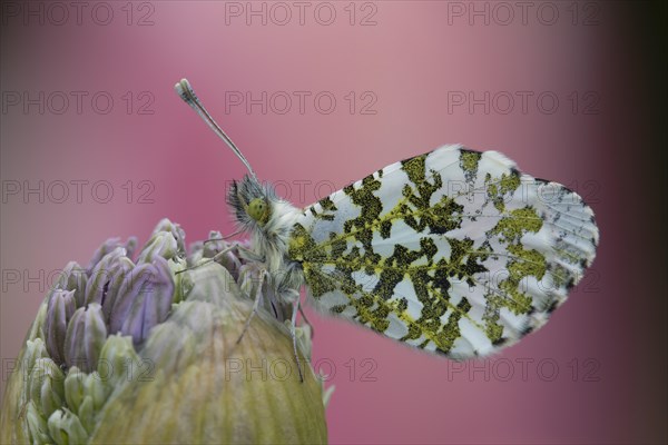 Orange tip butterfly (Anthocharis cardamines) adult male resting on a garden Allium flower in