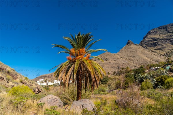 Path from El Risco on the way up to Charco Azul in El Podemos to Agaete in Gran Canaria, Canary