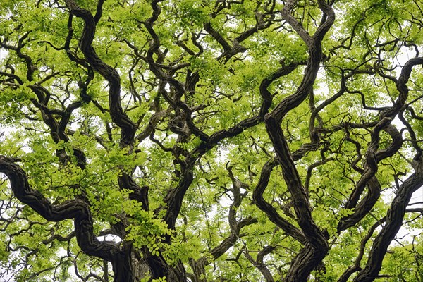 Deciduous tree, gnarled locusts (Robinia), tree crown with freshly emerging leaves, North