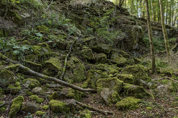 Mossy basalt rocks, block pile and former quarry for basalt in the beech forest, Raumertswald,