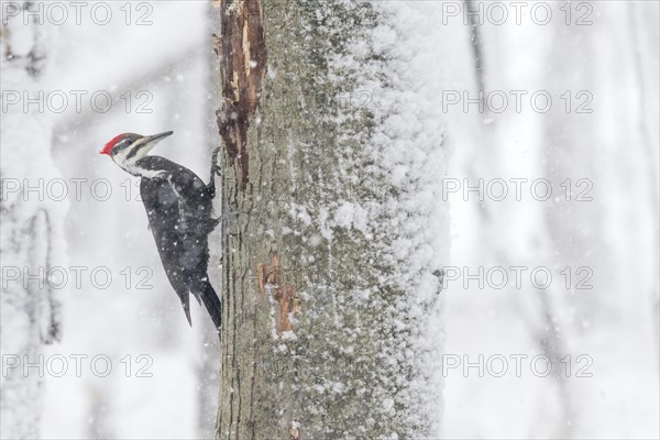 Pileated woodpecker (Dryocopus pileatus), male perched on a tree during a snow storm, forest of