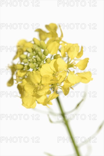 White mustard or yellow mustard (Sinapis alba, Brassica alba), flowers against a white background,