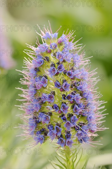 Magnificent viper's bugloss (Echium nervosum, Echium fastuosum), inflorescence, native to Madeira,