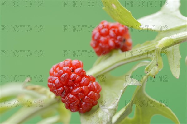 Strawberry spinach (Chenopodium foliosum, Blitum virgatum), fruit, vegetable and ornamental plant,