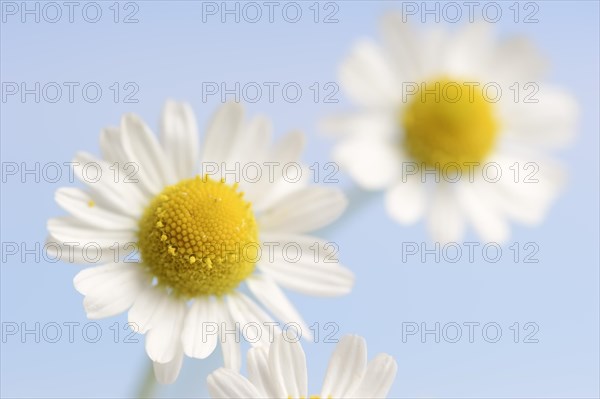 Chamomile (Matricaria recutita, Matricaria chamomilla), flowers, medicinal plant, North