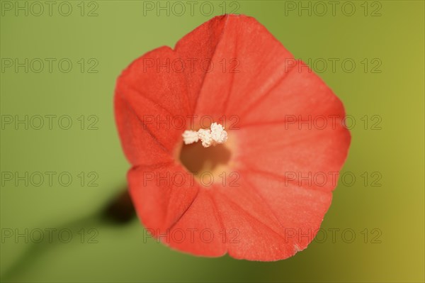 Scarlet bindweed or red star bindweed (Ipomoea coccinea, Convolvulus coccineus), flower, native to