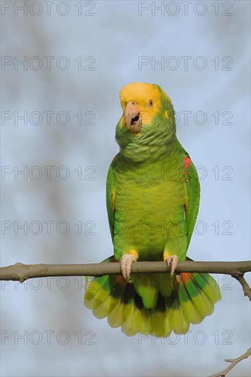 Yellow-headed Amazon (Amazona oratrix belizensis), mating on a sycamore branch, blue sky,
