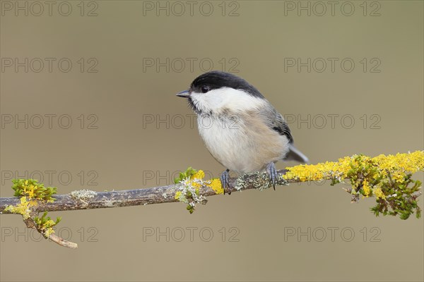 Willow Tit (Parus montanus) sitting on a branch overgrown with moss and lichen, Wilnsdorf, North