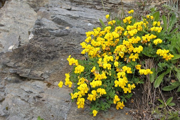 Bird's-foot trefoil (Lotus corniculatus) on the Silvretta High Alpine Road, Vorarlberg, Austria,