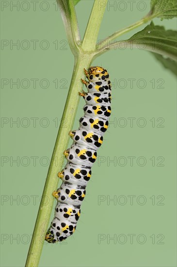 Brown-root monk (Shargacucullia scrophulariae), caterpillar, North Rhine-Westphalia, Germany,