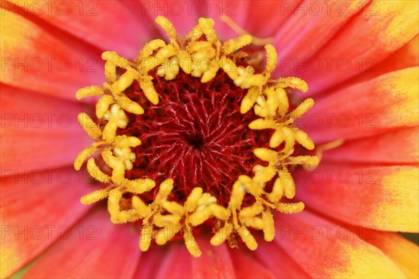 Zinnia 'Sombrero' (Zinnia elegans, Zinnia violacea), detail of flower, ornamental plant, North