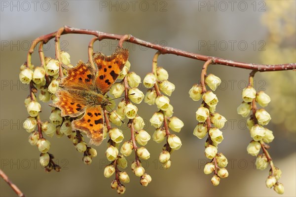 C-moth (Polygonia c-album, Nymphalis c-album) and Japanese pearl tail or early pearl tail