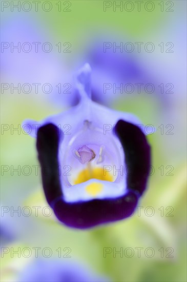 Bluewings (Torenia fournieri), flower, native to Vietnam, ornamental plant, North Rhine-Westphalia,
