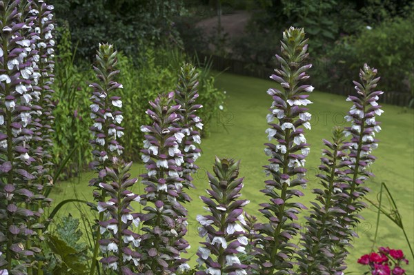 Inflorescence of bear's breeches (Acanthus) in the Parc Floral et Tropical de la Court d'Aron,