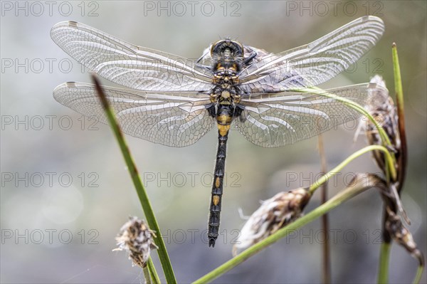 Ruby whiteface (Leucorrhinia rubicunda) on common cottongrass (Eriophorum angustifolium), Emsland,
