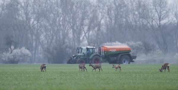 European roe deers (Capreolus capreolus) with winter fur standing in a grain field, tractor with