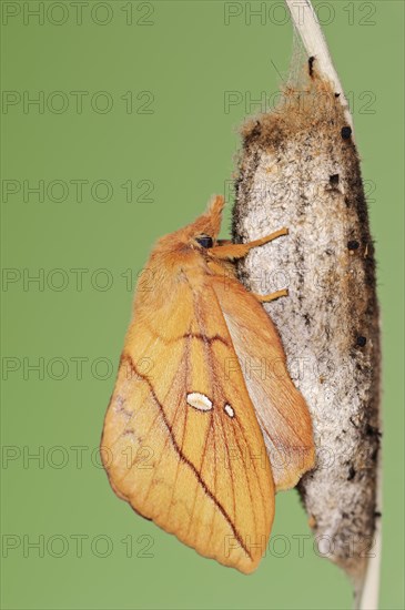 Drinker moth (Euthrix potatoria), freshly hatched butterfly on the cocoon, North Rhine-Westphalia,