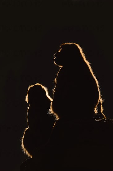 Djelada or gelada baboon (Theropithecus gelada), female in backlight, captive, occurrence in