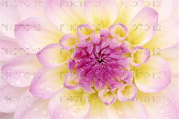 Decorative dahlia 'El Paso' (Dahlia Hybride), detail of the flower, ornamental plant, North