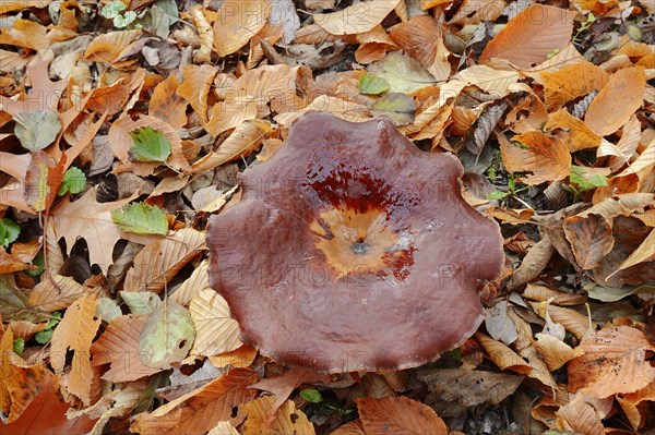 Chestnut-brown stem porling or black-red porling (Picipes badius, Polyporus badius), autumn, North
