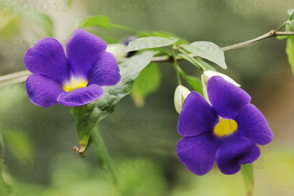 Bush clockvine (Thunbergia erecta), flower, native to Africa, ornamental plant, North