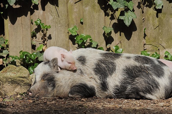Goettingen minipig (Sus scrofa f. domestica), sow and piglet, North Rhine-Westphalia, Germany,