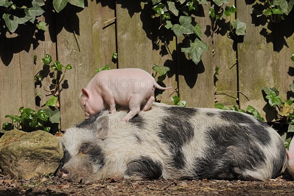 Goettingen minipig (Sus scrofa f. domestica), sow and piglet, North Rhine-Westphalia, Germany,