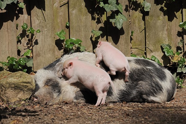 Goettingen minipig (Sus scrofa f. domestica), sow and piglet, North Rhine-Westphalia, Germany,