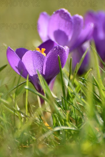 Purple crocuses on the edge of the Hunsrueck-Hochwald National Park, Rhineland-Palatinate, Germany,