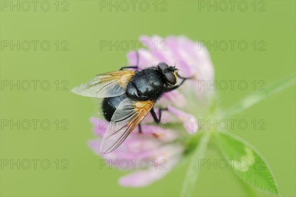 Cattle fly or noonday fly (Mesembrina meridiana) on red clover (Trifolium pratense), North