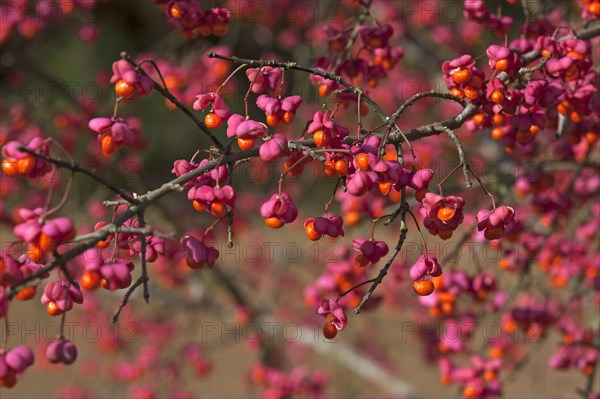 Blossoms of the european spindle (Euonymus europaeus), also known as the common monkshood, Middle