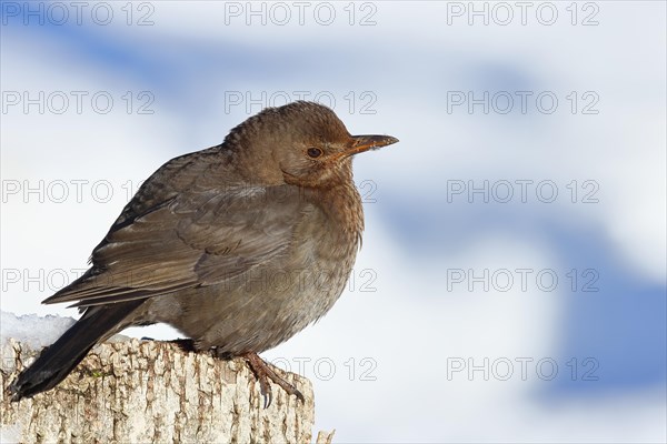 Blackbird (Turdus merula) female, sitting fluffed up up on a tree stump in winter, Wilnsdorf, North