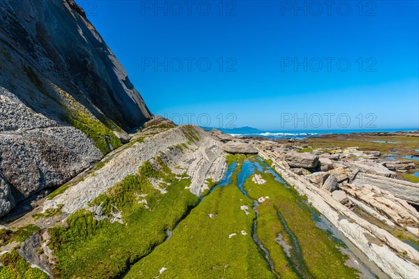 Marine vegetation in Algorri cove on the coast in the flysch of Zumaia without people, Gipuzkoa.