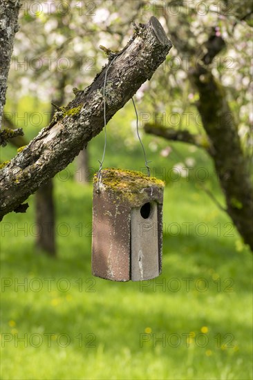 Nesting box for songbirds, meadow orchard, flowering apple trees, Baden, Wuerttemberg, Germany,