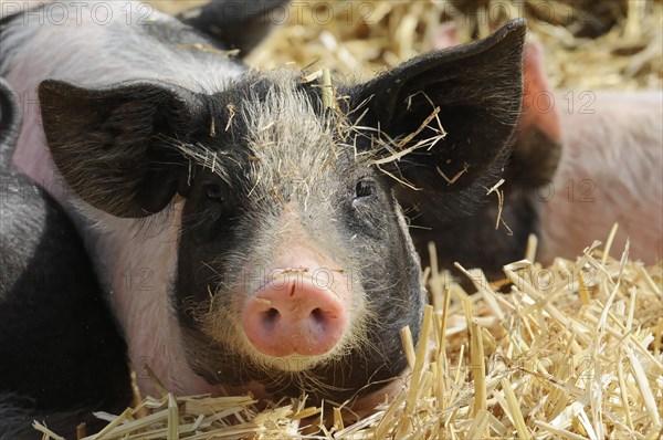 Hallisches Schwein, Schwaebisch-Haellisches Landschwein (Sus scrofa domestica), young animal,